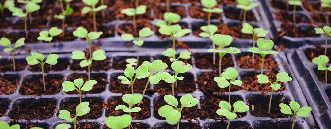 PS packaging is recycled into seed trays